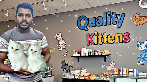 Watch the video about New Persian Kittens Stock 🐈 | Siberian Kitty | Punch face Kittens 😸 | Bangalore Jaynagar |