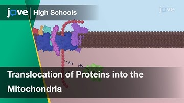 Translocation of Proteins into the Mitochondria | Cell Bio | Video Textbooks - Preview