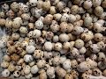 Мифы о полезности перепелиных яиц. gathering quail eggs