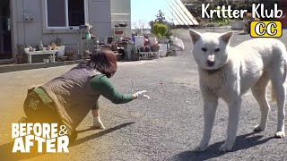 My Dog Comes Near Me But Won't Allow The Touch… Why? I Before & After Ep 108