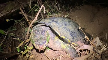 White Throated Snapping Turtles (Elseya albagula)