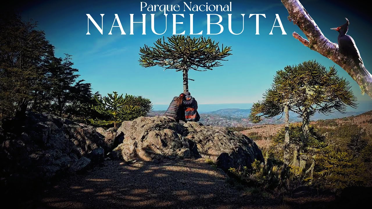 🍂PARQUE NACIONAL NAHUELBUTA -Las Araucarias que SOBREVIVEN en la costa de Chile | Piedra del Águila.