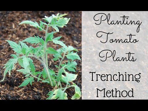 Plant Tomatoes with the Trenching Method