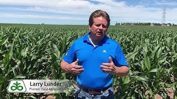 Splitting Nitrogen Applications in Corn