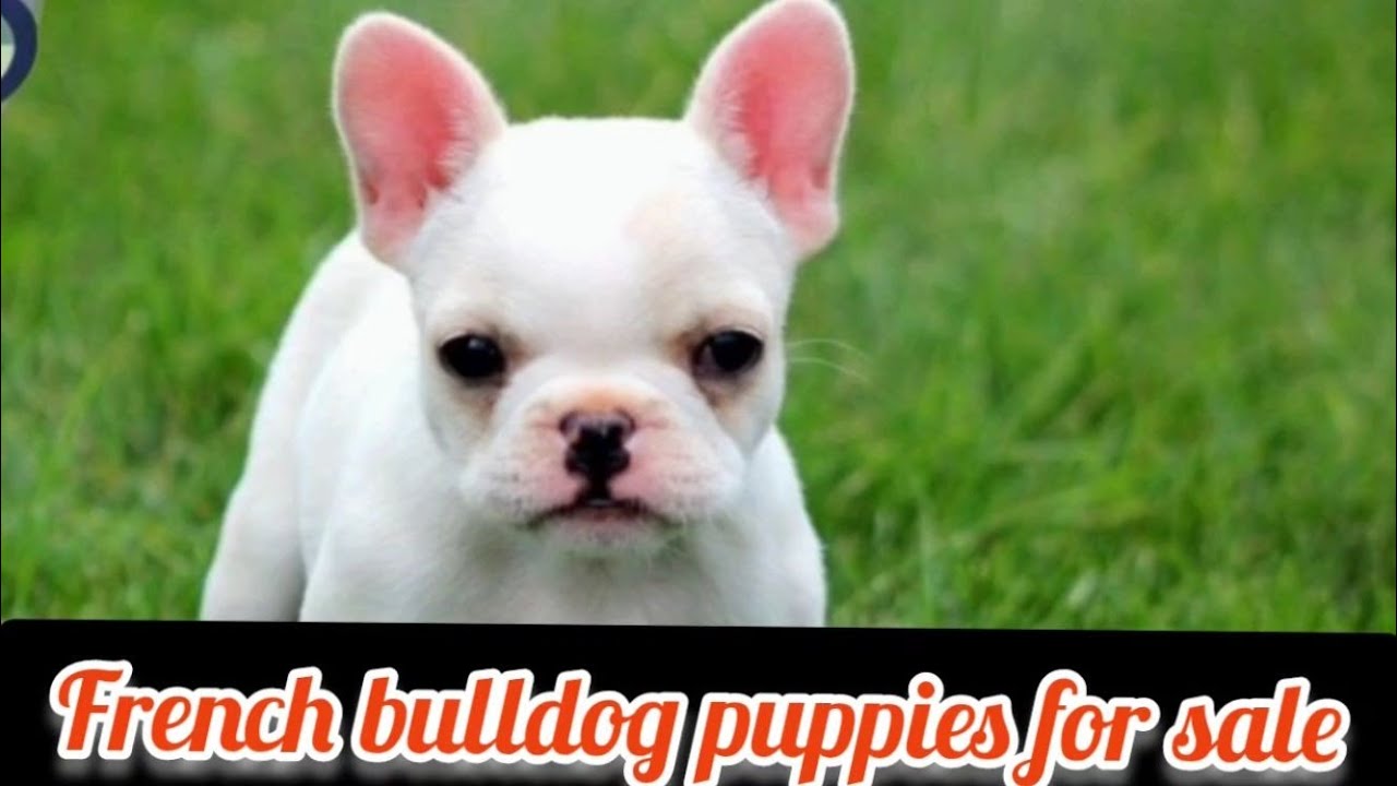 French bull dog puppies for sale6305744619Hyderabaddog market in