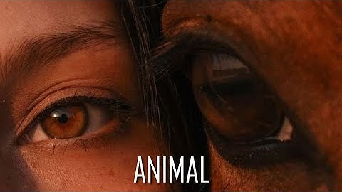 Animal // Oryginal Equestrian music video 