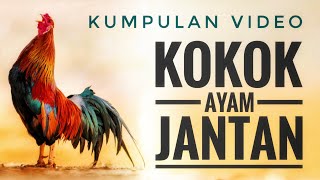 KUMPULAN VIDEO AYAM JANTAN BERKOKOK / KLURUK (ROOSTERS CROWING).
