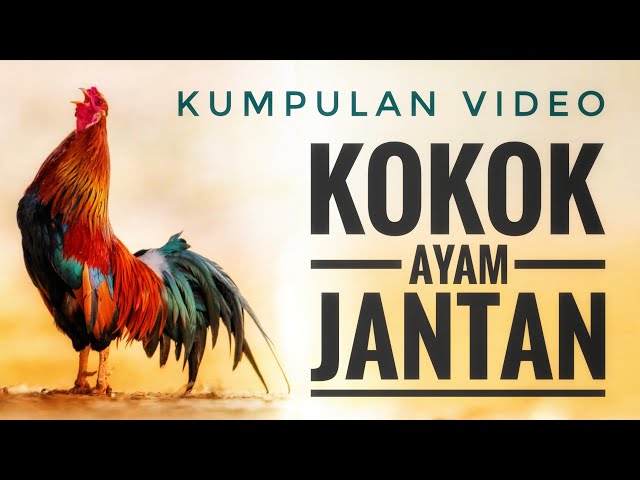 KUMPULAN VIDEO AYAM JANTAN BERKOKOK / KLURUK (ROOSTERS CROWING). class=