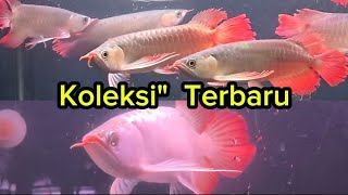 Koleksi" Terbaru