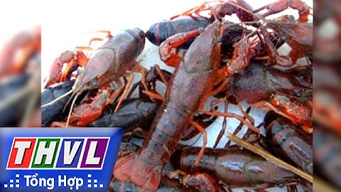 THVL | Chào buổi sáng: Tiêu hủy toàn bộ số tôm 10 càng ở Đồng Tháp