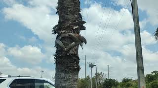 DIA  DE SUPERMERCADO PUBLIX EN HIALEAH (5)