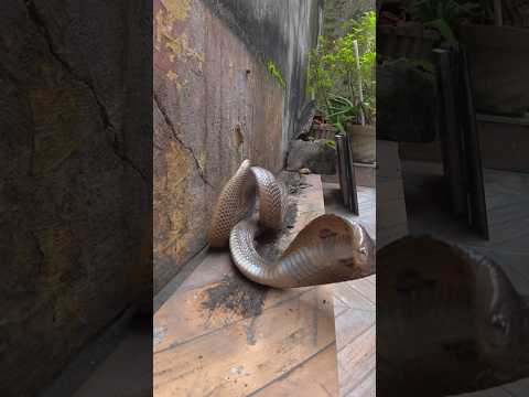 Miracle: Searching for the cobra during Sawan, the female snake reached home; divine sight as two...