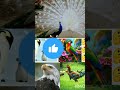 GUESS THE BIRDS VOICE🤔 | lqLevel Test || Vehicle Challenges || Vehicle Challenge || Challenge