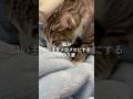 猫が飼い主をメロメロにする理由3選 #猫 #ねこ #ねこのいる生活 #ねこ動画 #猫動画 #猫好きさんと繋がりたい #保護猫 #雑学 #豆知識 VOICEVOX:ずんだもん