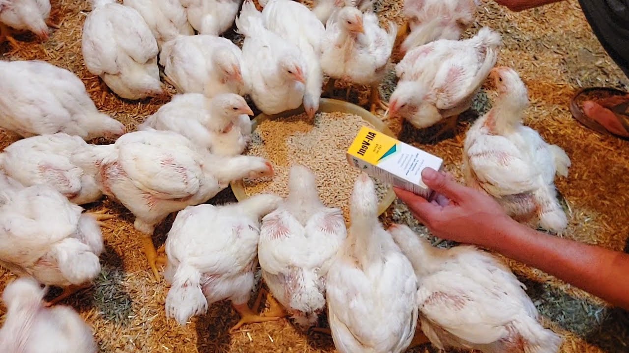 الحل النهائي للقضاء علي البرد/العطس/صوت الضفادع للفراخ البيضاء/الكششان/٣٠ و ٣١ عمر الفراخ البيضاء