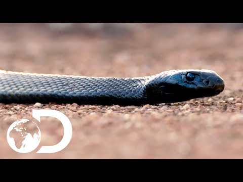 The Most Venomous Snakes in the World | Modern