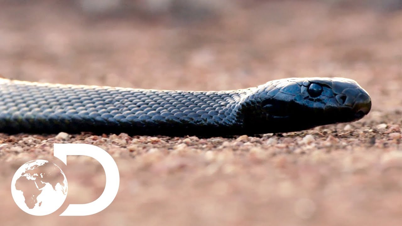 ⁣The Most Venomous Snakes in the World | Modern Dinosaurs