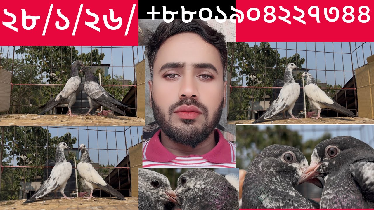 28/1/26/ হাই ফ্লাই য়ার পাইরা কিনুন 