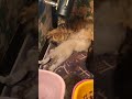 breastfeeding with relaxation #cat #cute #pets #funny #shorts #animals