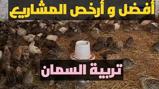 تربية السمان ارخص و اسهل و أفضل  المشاريع الصغيرة المربحة