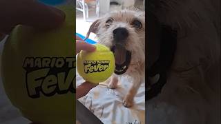 Anche il mio cane è IMPAZZITO per la nuova esclusiva di Mario su Switch 2...