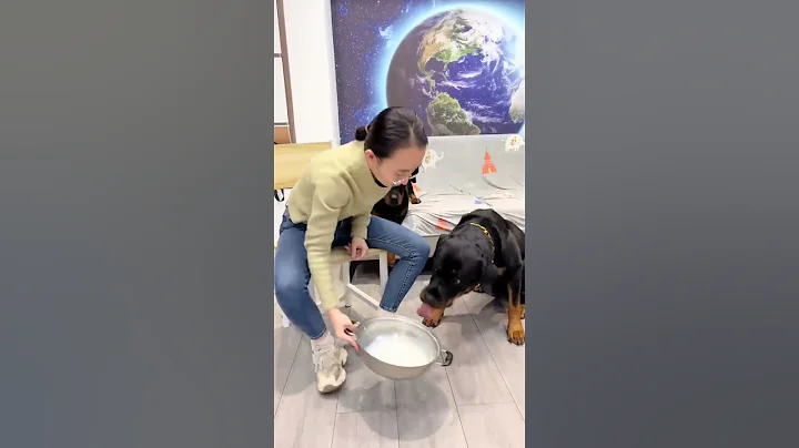 狗狗一坨和母老虎在一起的日子沒有一天是舒心的😂#羅威納護衛犬 #狗狗 #向威和一坨 - 天天要聞