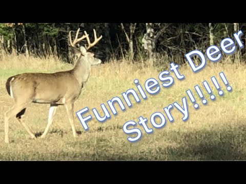 deer kill