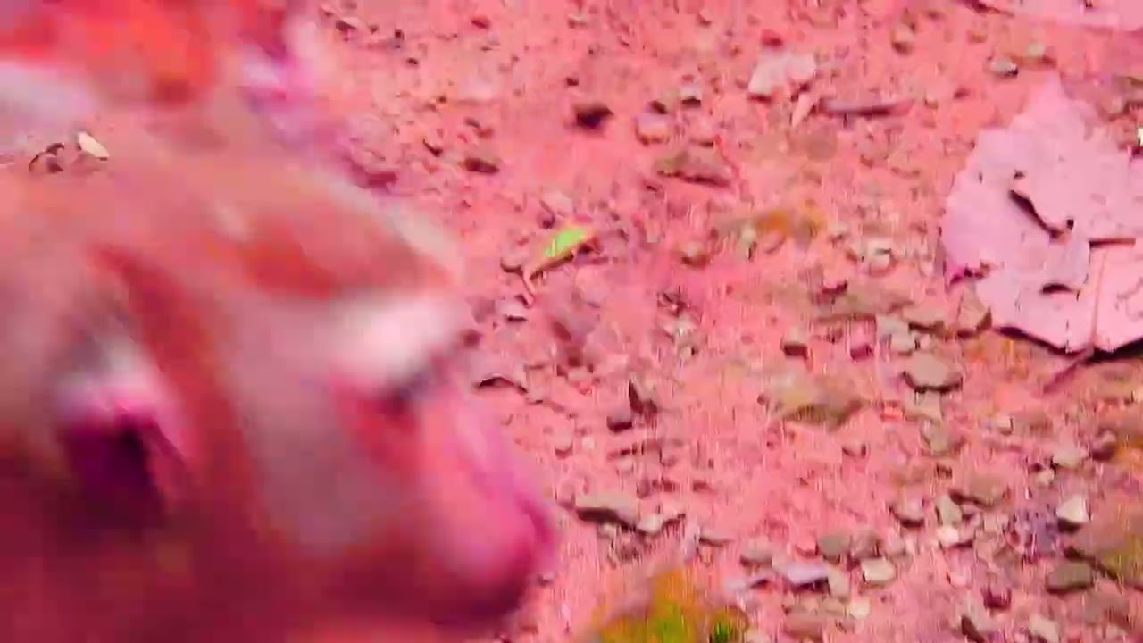 cute baby monkey2023 15