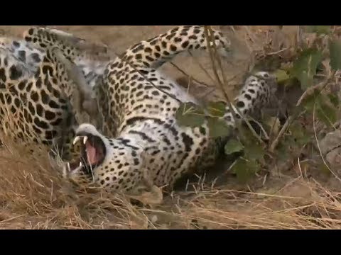 Safarilive Sept 09 Leopard Hosana Playing With Branches Youtube