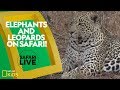 African Wildlife Knowledge Assessment