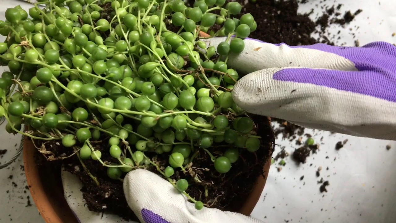 pin on gardening terracotta basket planter