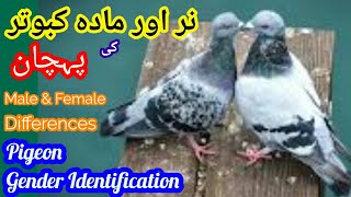 Pigeon Gender l نر اور مادہ کبوتر کی پہچان l Difference of Male and Female Pigeons