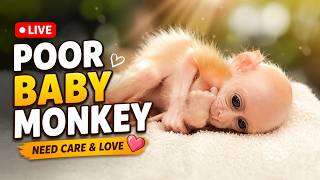Poor Baby Monkey Needs Care & Love ❤️