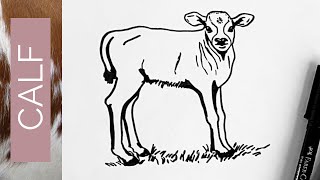 BABY ANIMALS - How to draw a CALF
