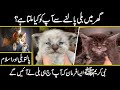 What Does Islam Say About The Most Popular Pet Cat || Urdu Cover