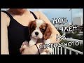 ЩЕ СИ ИМАМЕ КУЧЕ! || Cavalier King Charles Spaniel