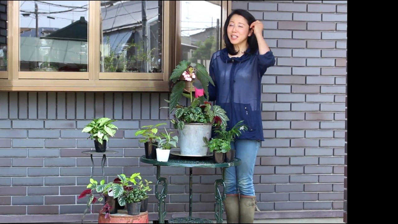 緊急告知 男前ベゴニアの寄せ植え教室 臨時開催のお知らせ Youtube
