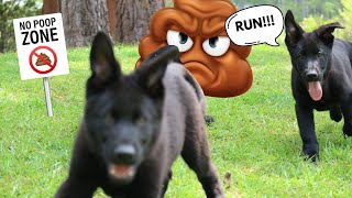 Is Your Dog Healthy??? Their Poop will Tell YOU!!! by German Shepherd Man Official Channel 1,055 views 1 month ago 2 minutes, 38 seconds