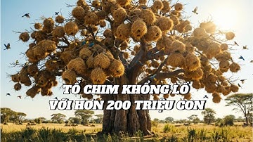 10 Tổ Động Vật Kỳ Diệu Và Khổng Lồ Nhất Thế Giới Khiến Con Người Cũng Phải Hổ Thẹn