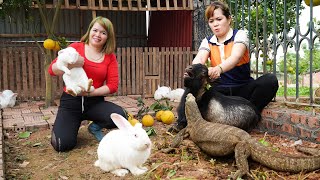 Dragon KOMODO Attacked Goat KIKO While Harvest Grapefruit Goes to Market Sell, Rabbit Farm Care