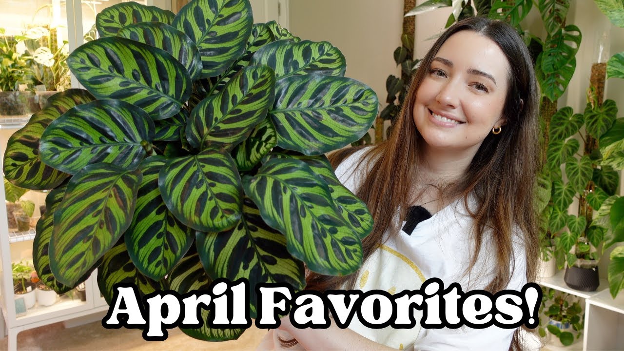 My April Plant Favorites! 9 Plants I absolutely love right now