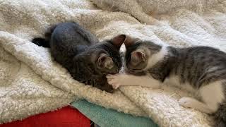 Adopted! Sesame & Ace Wasabi by HappyPurrs 90 views 3 years ago 1 minute, 8 seconds