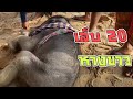 เล็บ 20-21 หางขาว หายาก นอนกินนม ลูกช้างเกิดใหม่एक हाथी,elephant