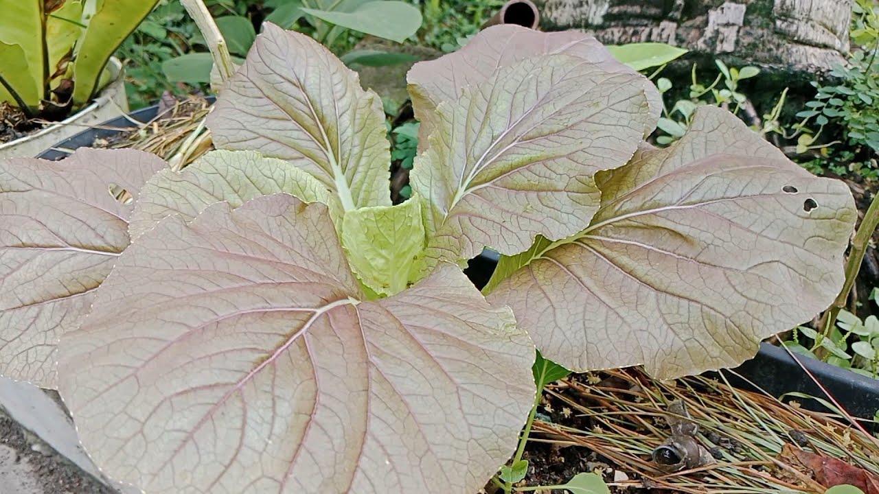 Berkebun di Halaman Rumah, Petik kacang panjang dan Sawi Merah. Happy Gardening