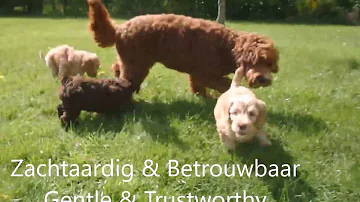 Which is easier to train male or female Labradoodle?