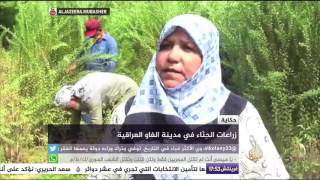 حكاية .. زراعات الحناء في مدينة الفاو العراقية