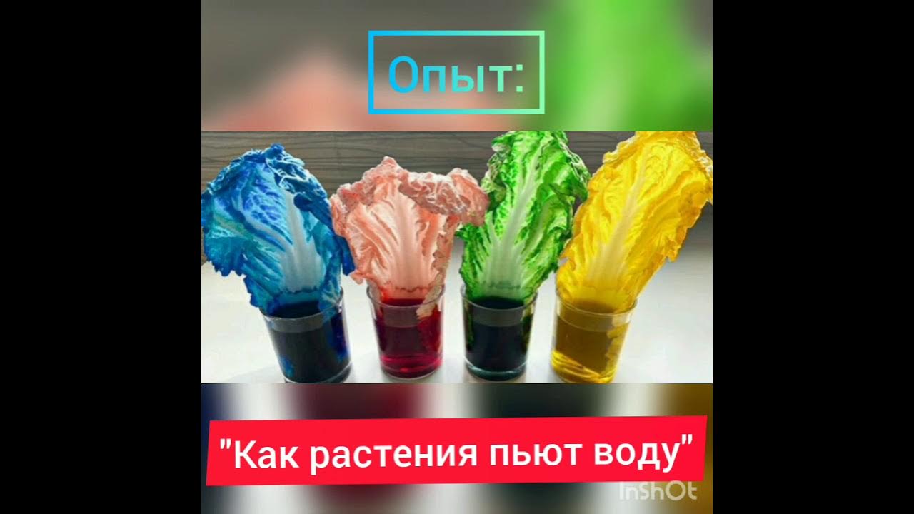 Bright Release PNG Images, Flowers, Drink Water, Line Drawing PNG Transparent Ba