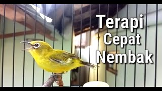 Terapi   Masteran Pleci Agar Cepat Nembak