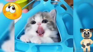 CUTE Little  Kittens   | Best Funny Animal Videos