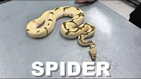 "Featured Morph" Spider Ball Python !!